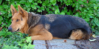 heidi von kern resting